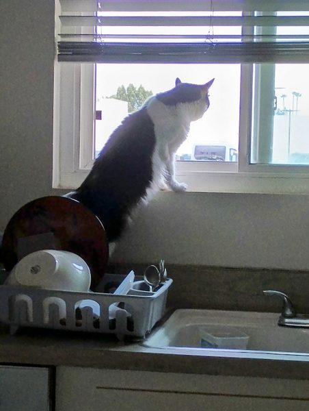 Ed's cat