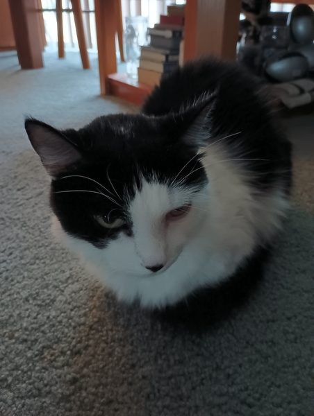 Ed's cat
