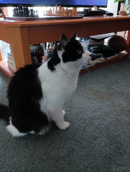 Ed's cat