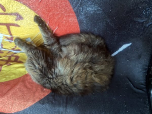 Roxie